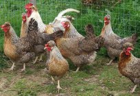 Lugbari (سلالة من الدجاج): وصف خصائص و ميزات الرعاية