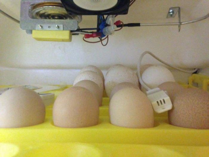 la incubación huevos de pavo en el hogar tabla