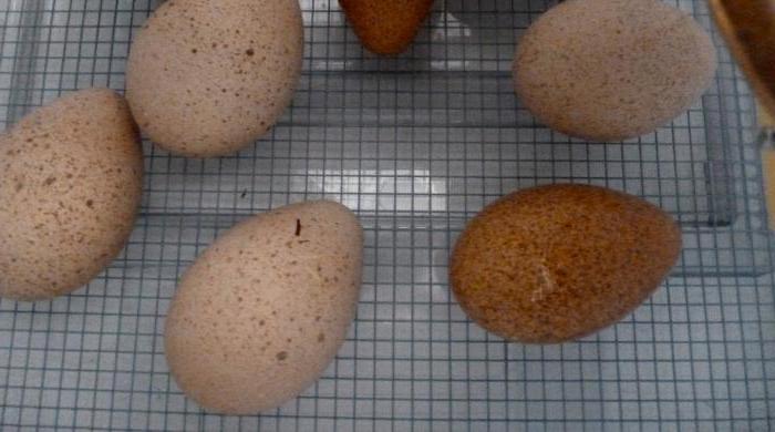 el modo de la incubación de huevos de pavo en casa