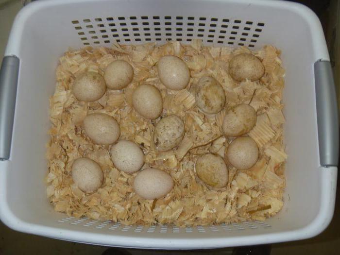 la incubación huevos de pavo en casa criadero