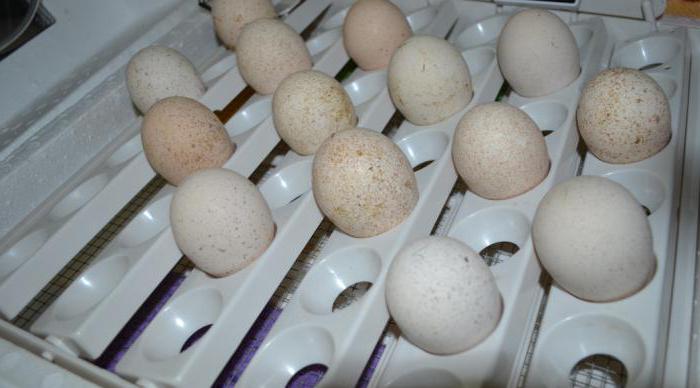 la incubación huevos de pavo en casa la temperatura y la humedad