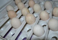 Inkubation индюшиных Eier zu Hause: Temperatur und Luftfeuchtigkeit-Modus, Foto, Tabelle Inkubation индюшиных Eier zu Hause im Inkubator