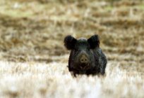 Boar hunting with a crossbow: types and characteristics