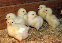 Como los gallos fertilizan el pollo? Cuántos pollos puede fecundar el gallo?