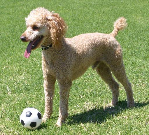 description of the breed the poodle