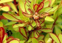 The barberry Bush: a description, planting and care