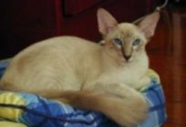 Яванська кішка або яванез