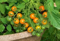 Warum fallen die Blüten von Tomaten? Die wichtigsten Gründe