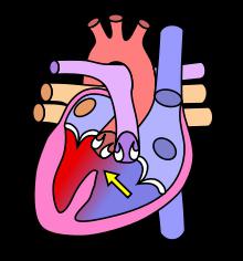 iletken sistemi kalp, insan