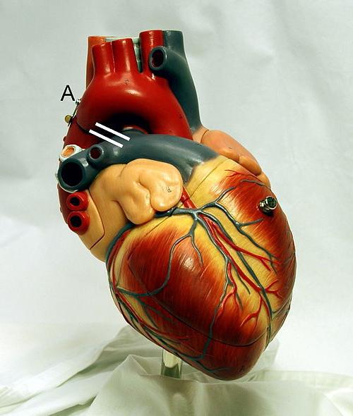  إجراء النظام من القلب. علم وظائف الأعضاء