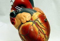 İletken sistemi kalp: yapı, fonksiyon ve anatomik ve fizyolojik özellikleri