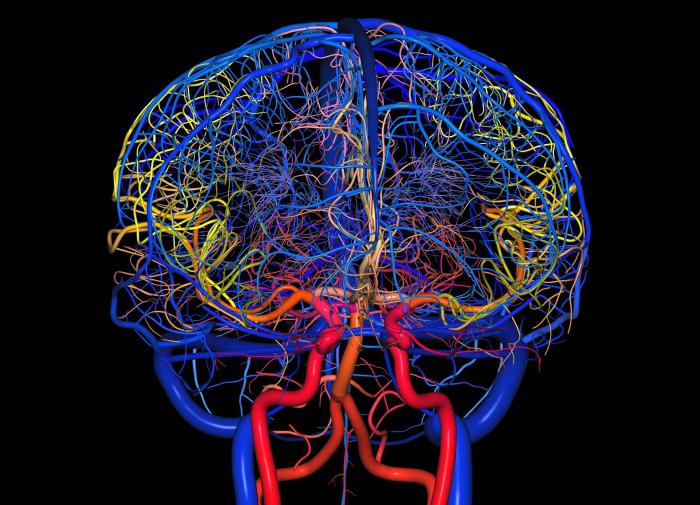 医薬品の血管脳