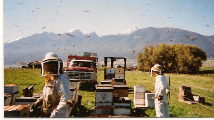 Work in the apiary