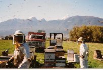 Industrial beekeeping - what's required? Products for beekeeping. Courses of beekeeping