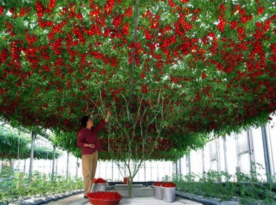 Tomaten-Baum