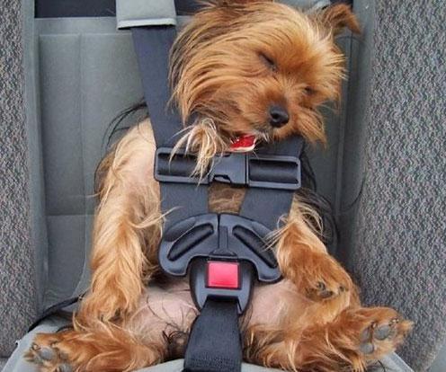 gaiola para transporte de cães no carro