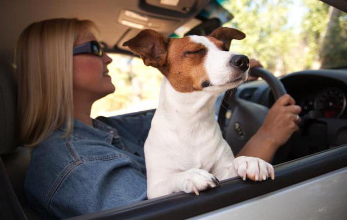 dispositivo para o transporte de cães no carro