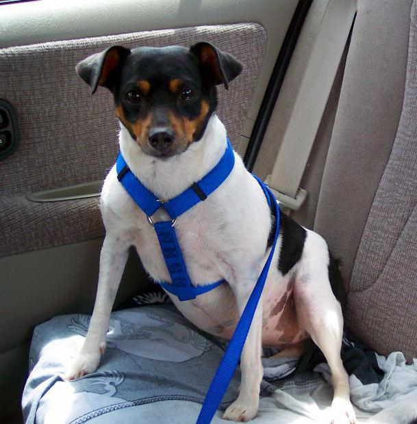 regras de transporte de cães no carro