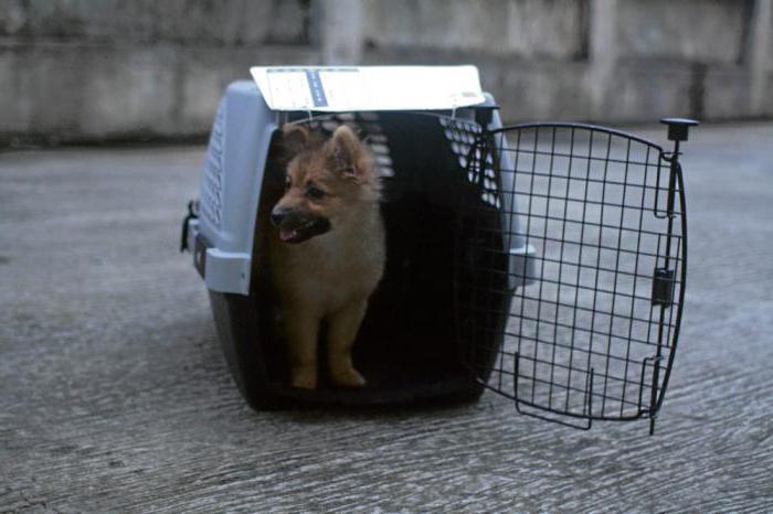 rede para o transporte de cães no carro