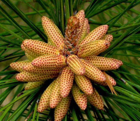 pine buds trade honey from the kidney