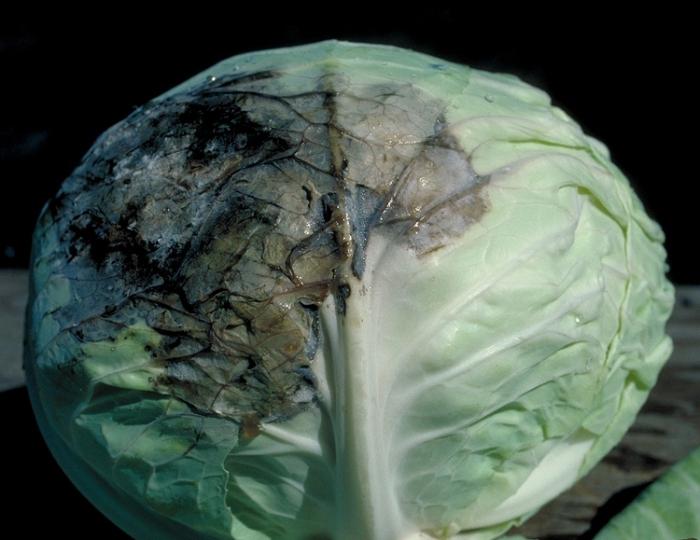 diseases of cabbage and its control