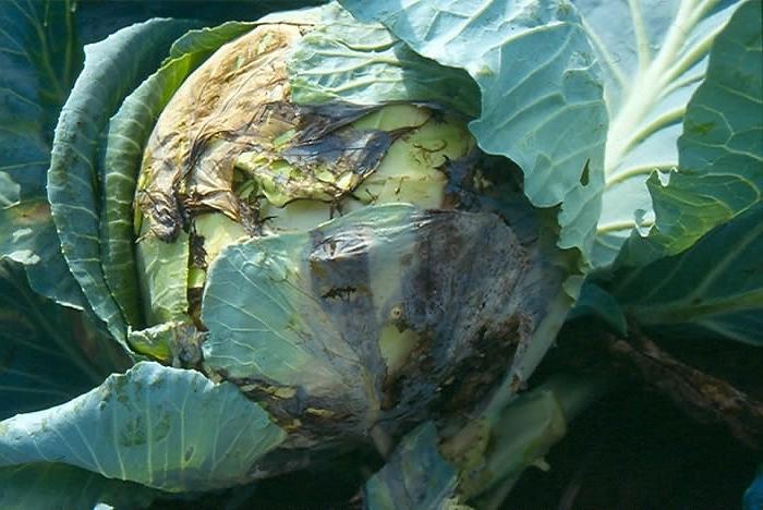 diseases of cabbage with photo