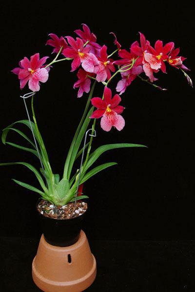  орхідея онцидиум догляд в домашніх умовах фото