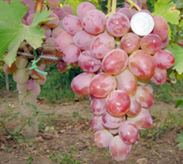 las uvas de arcadia, en la descripción de las variedades de fotos