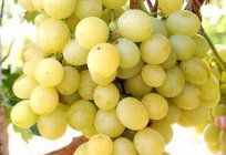 The grapes of Arcadia: description of varieties, photos, reviews, culture