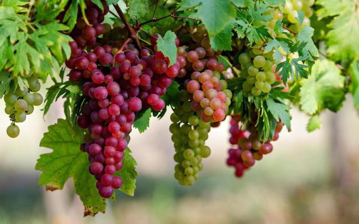 З якого віку дітям можна давати виноград?