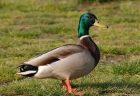 How they live and what ducks eat in the wild?