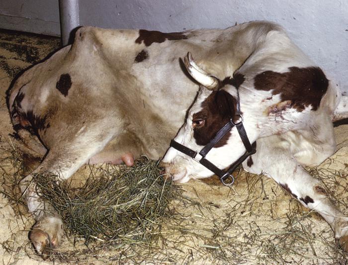 産後paresis牛の治療