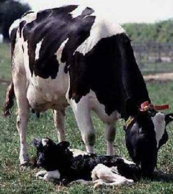出産paresis牛の
