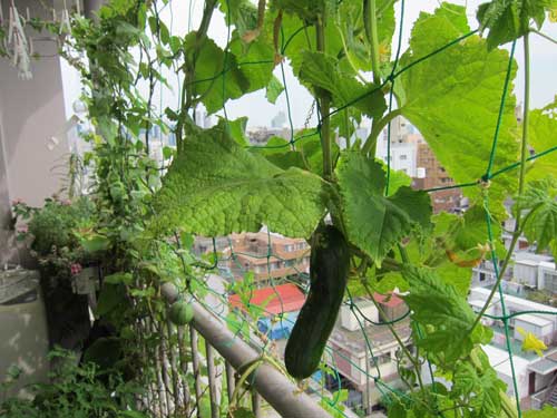 cucumbers in the home