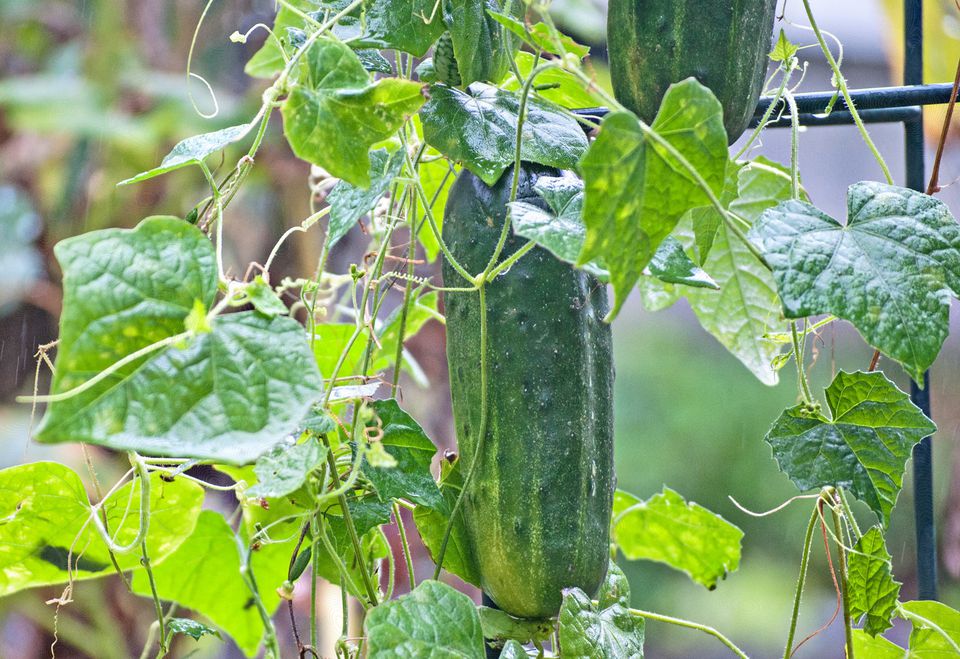 growing cucumbers at home