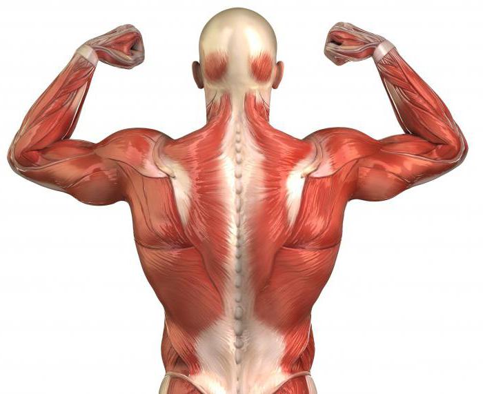 длиннейшая o músculo das costas