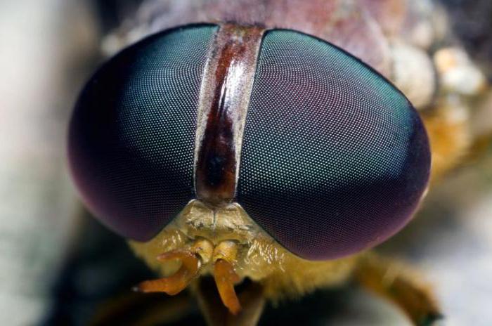 quantas divisões do corpo que insetos a estrutura externa