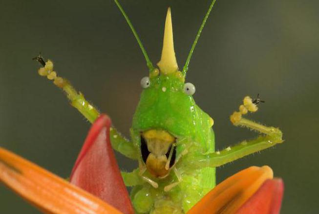 quantas divisões do corpo que insetos foto