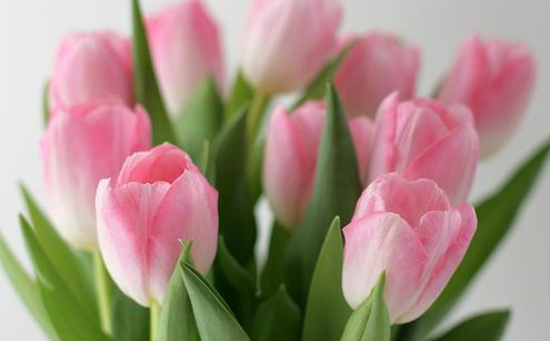 tulipany aby długo stały