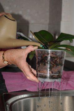 подкармливать орхидею гүлдеу кезінде