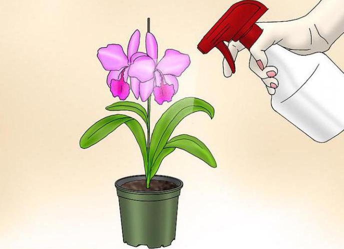 lo que se alimente a orquidea phalaenopsis en casa