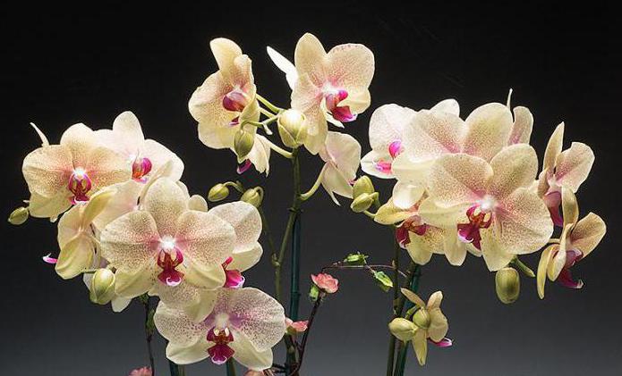 füttern als Orchidee nach der Blüte