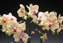 What to feed an Orchid in the home?