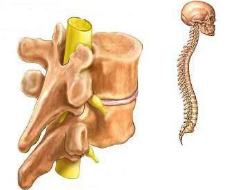 la estructura de la columna vertebral de la persona, el esquema de designación en el ruso
