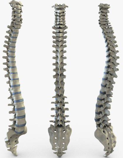 の構成人脊柱の機能のシンボル