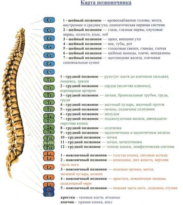 la estructura de la columna vertebral de la persona, el esquema de denominación de la anatomía