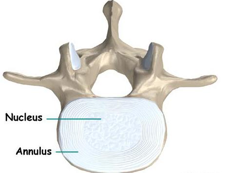 estrutura da coluna vertebral de uma pessoa esquema de designação de função e a anatomia