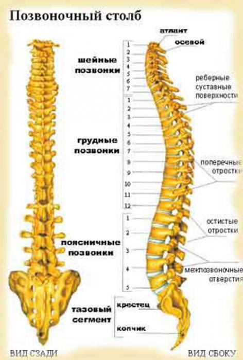 什么的结构是人类的脊椎