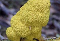 Mushroom Plasmodium: photo and description