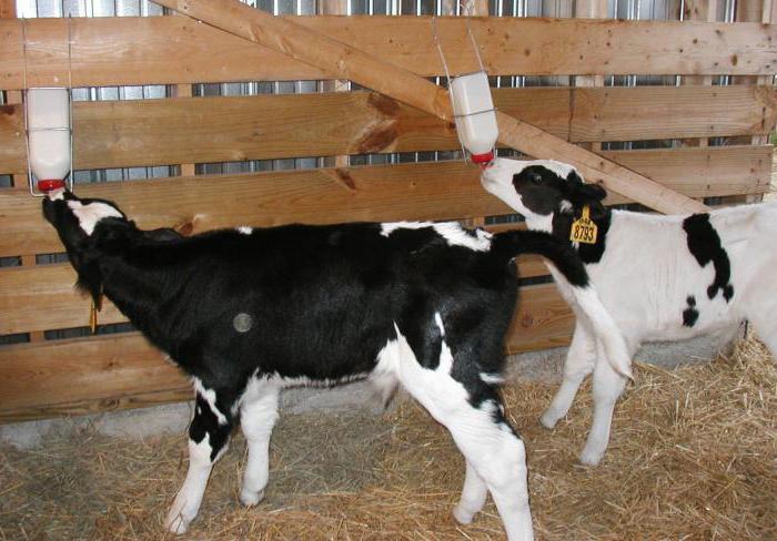 如何繁殖牛奶替代品用于小牛